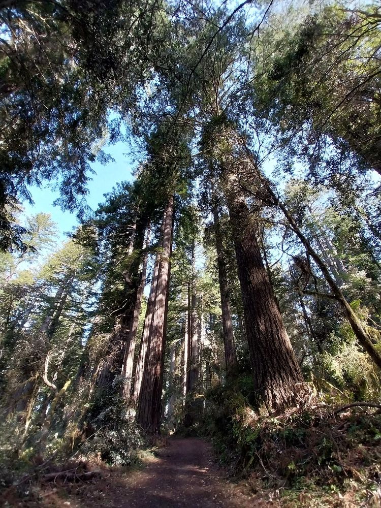 Coastal redwood forest 