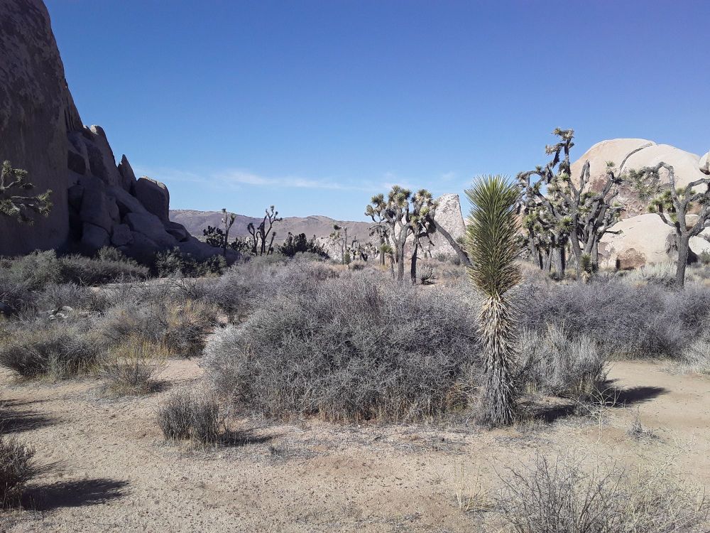 Rocky desert with scrub brush and Joshua Trees.
