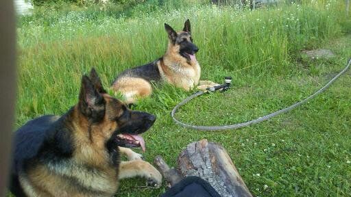 A pair of German Shepherd dogs laying in the grass.