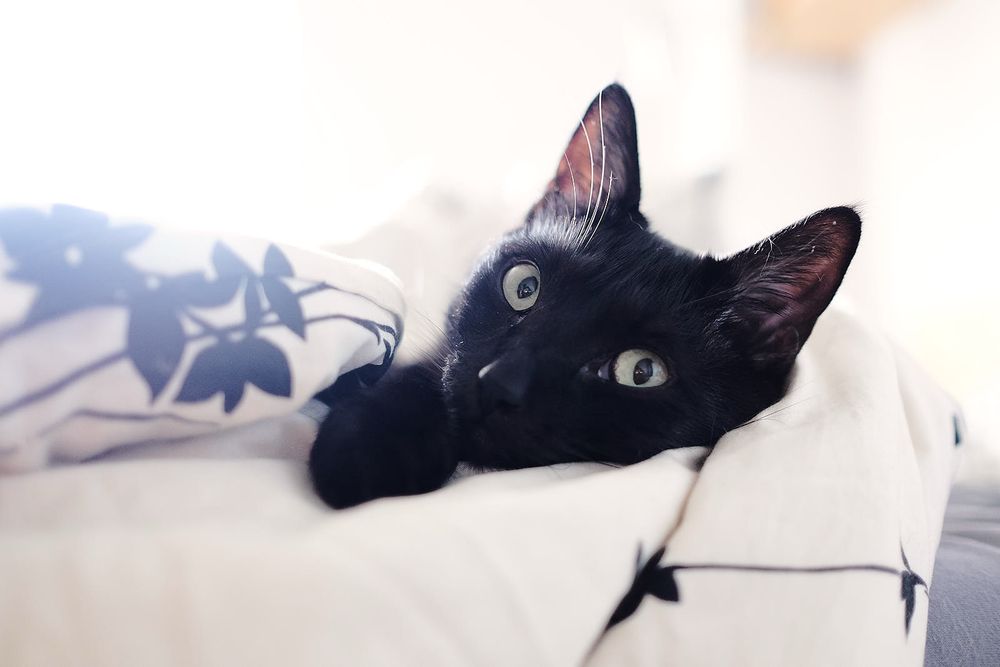a black cat snuggling a white blanket with a dark flower print gazes into the camera. this cat wants scritches.
