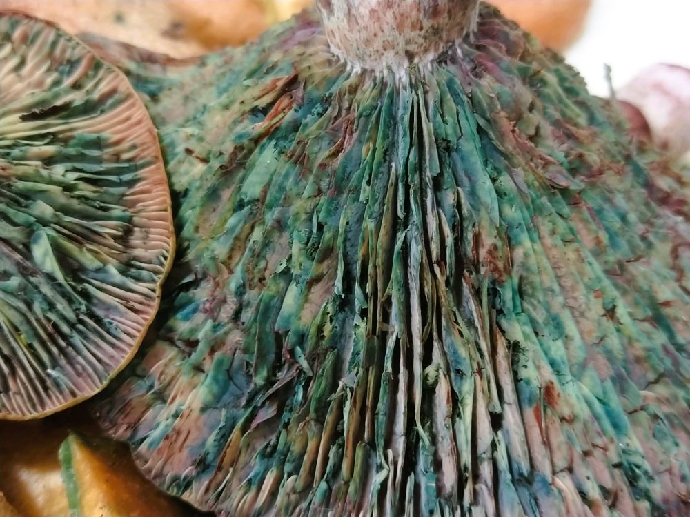 Close up of the gills of a lactarius vinosus. The gills have a deep emmerald colour and purple stains.