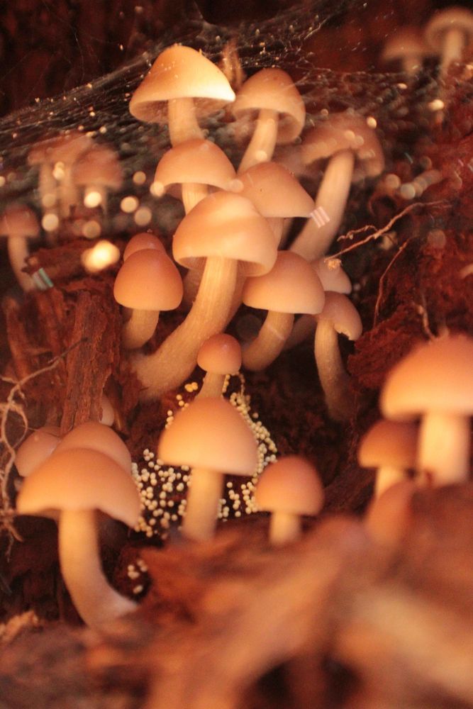 Cute image of  wild fungi on the nature. The mushrrom is centered and has wonderful colors
