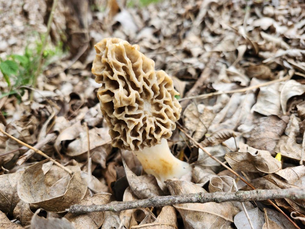 Cute image of  wild fungi on the nature. The mushrrom is centered and has wonderful colors