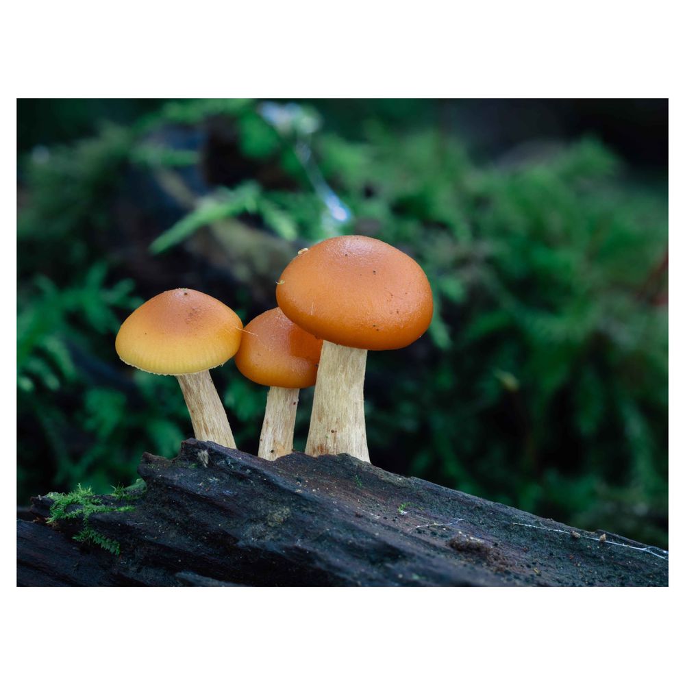 Cute image of  wild fungi on the nature. The mushrrom is centered and has wonderful colors