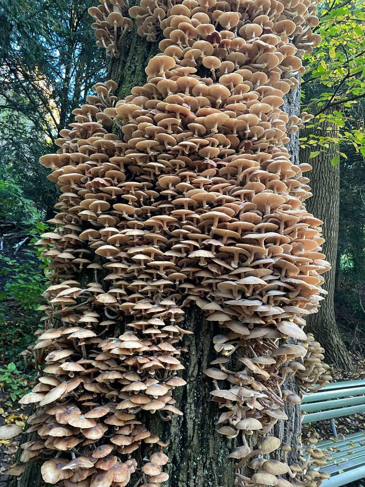 Cute image of  wild fungi on the nature. The mushrrom is centered and has wonderful colors