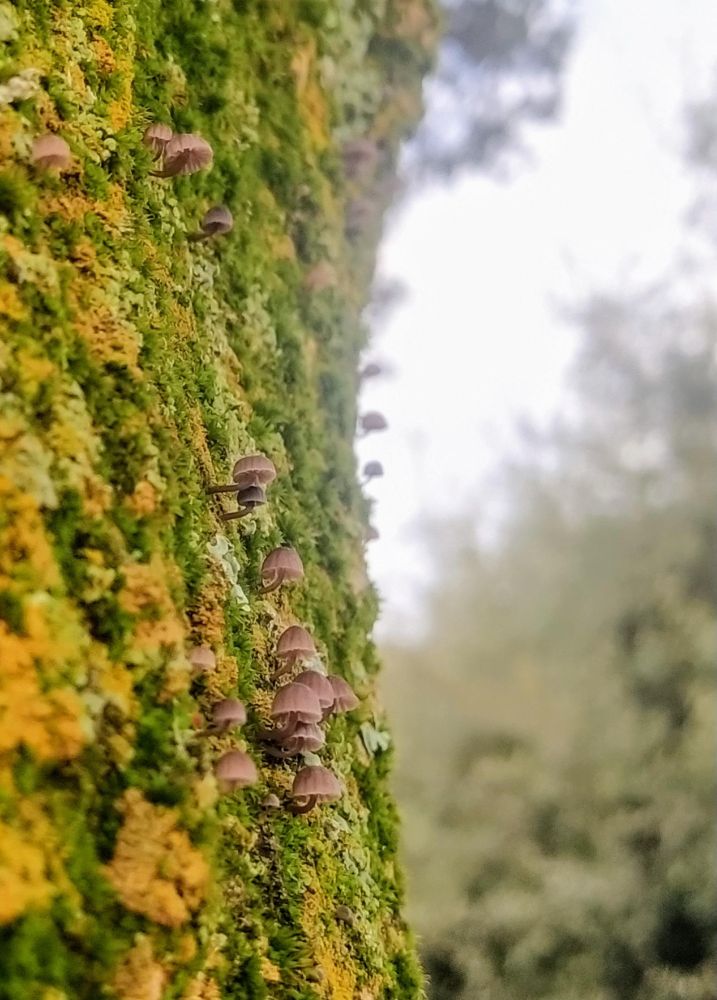Very tiny brown mushrooms grouped on moss.
The moss covers a holm oak trunk has vivid orange and yellow lichens on it.