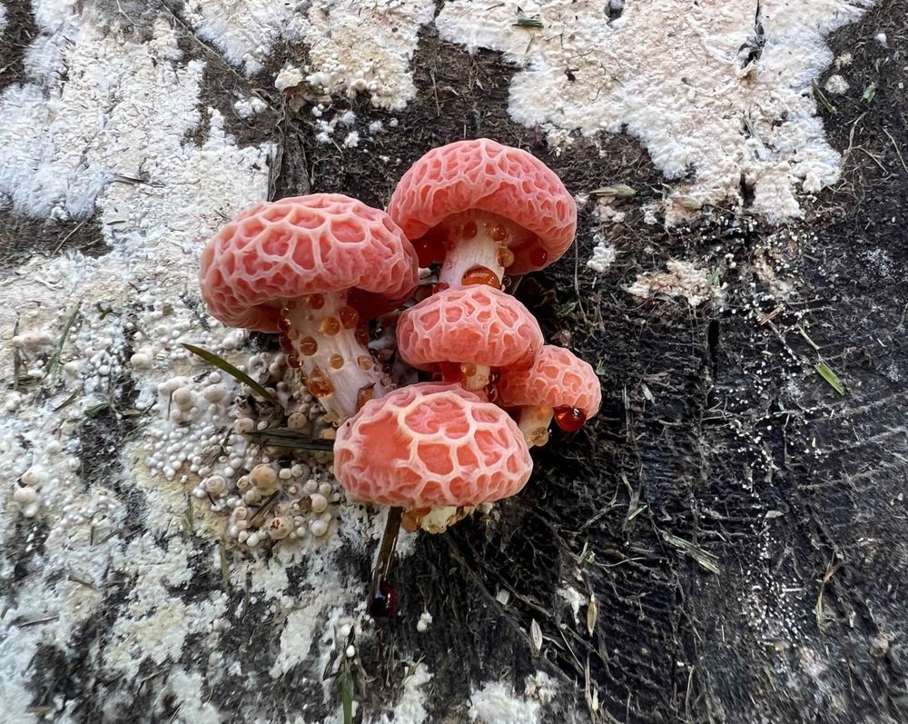 Cute image of  wild fungi on the nature. The mushrrom is centered and has wonderful colors