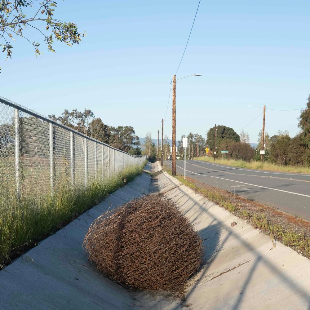 a tumbleweed in a ditch 