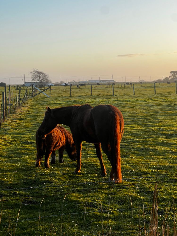 Two horses in field 