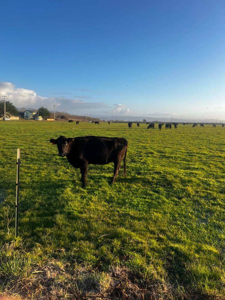 Black cow in field