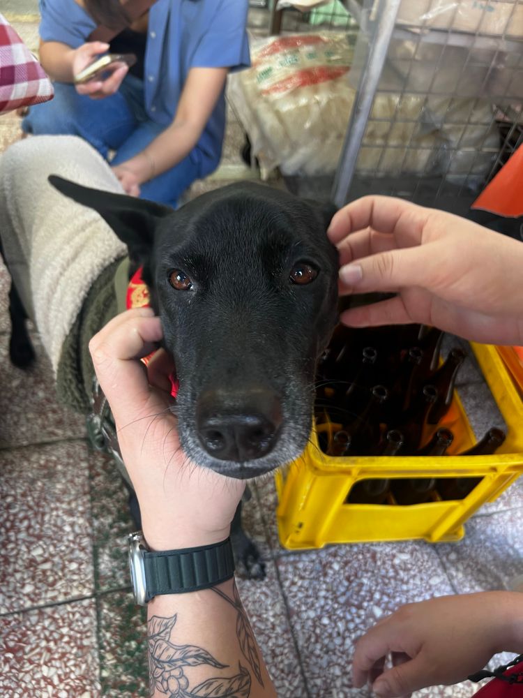 Black dog wearing a sweater being petted in front of a storefront in Taiwan
