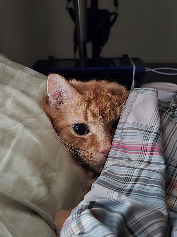 A one-eared orange cat is tucked in bed, snug as a bug in a rug