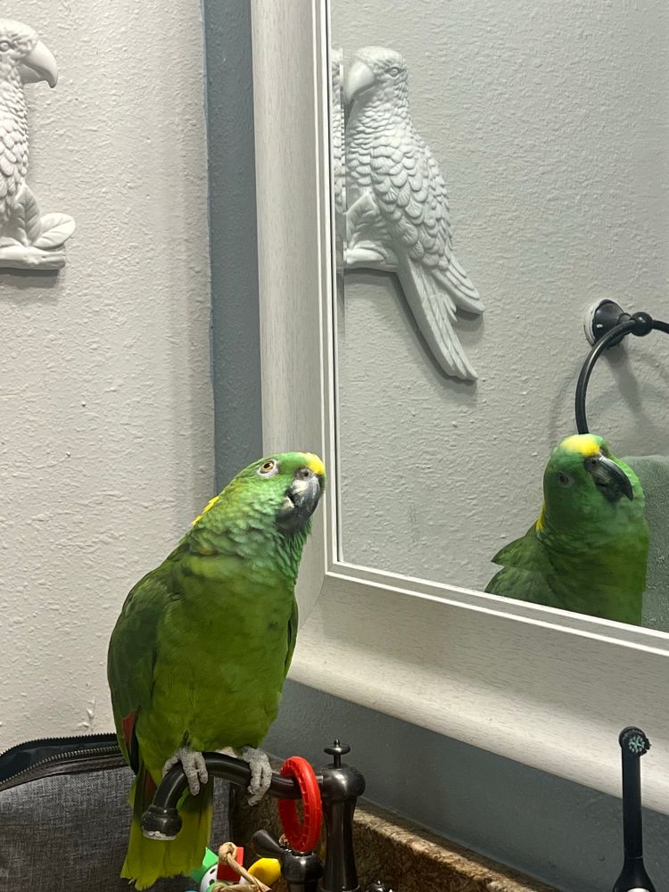 A bright green Yellow-Naped Amazon is perched on the faucet of a bathroom sink, idly staring at her reflection in the mirror opposite. 