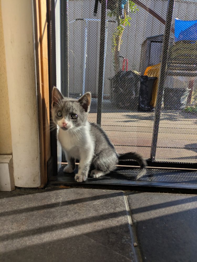 Small grey and white kitten sits at a black screen door. We see the back deck through the screen as afternoon sun beams light up the tiles