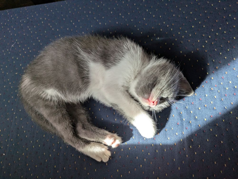 Small, grey and white kitten sleeping in a sun bean on a blue seat cushion 