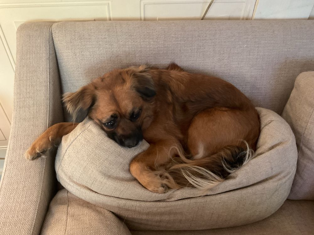 Small reddish brown dog with a black face