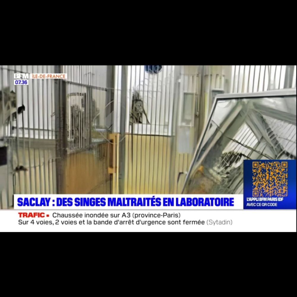 Saclay: un laboratoire accusé de violences répétées envers des primates dans le cadre de recherc...