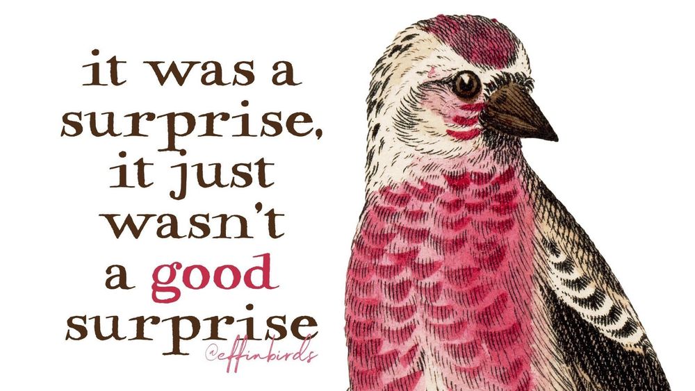 It was a surprise, it just wasn’t a good surprise by @effinbirds.com