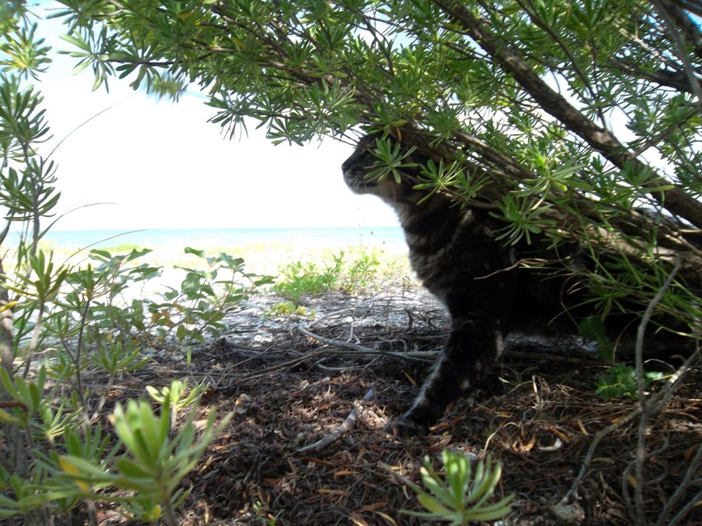 Close shot outdoors in bright light of a black and gray cat under a cedar bush on the beach overlooking the Gulf of MEXICO, which can be seen in the background. The cat appears to be rubbing its head against a low hanging bush as it looks out from under it