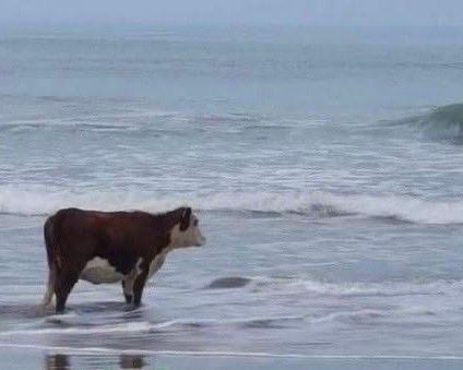 cow on the beach gazing out onto the waves