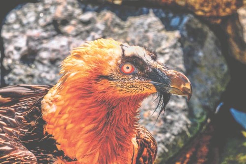 Meet the Bone-Eating Vulture That Dyes Itself the Color of Blood