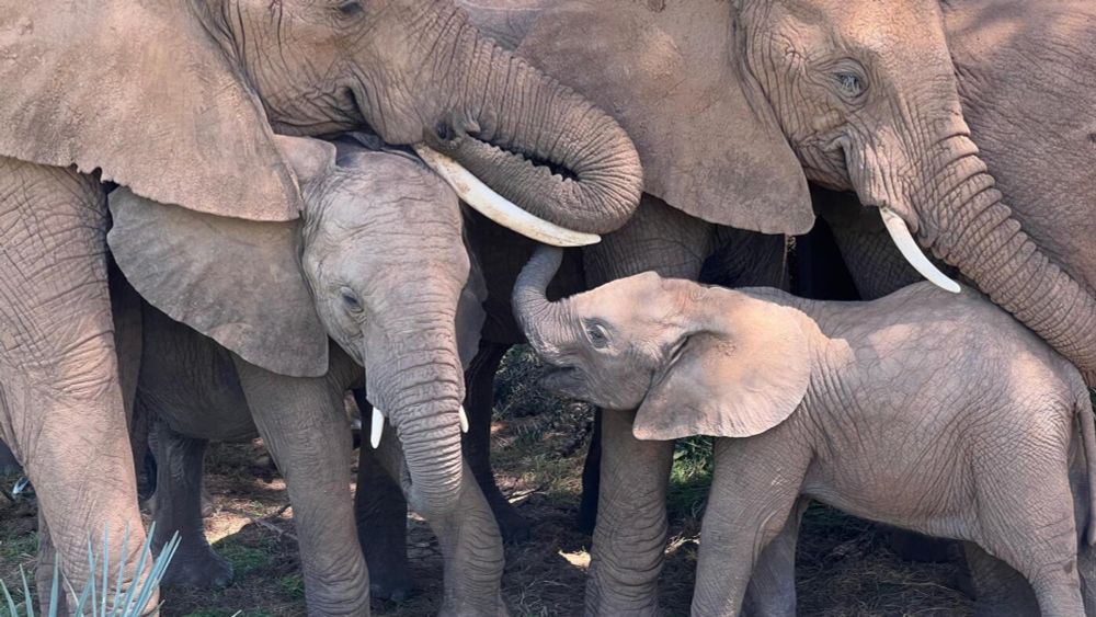 Wild elephants may have names that other elephants use to call them