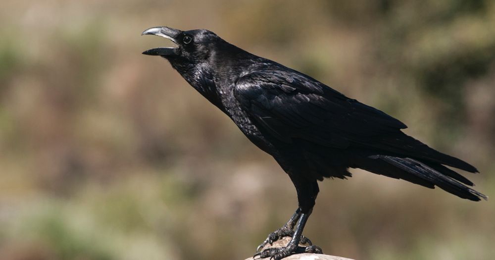 Scientists Discover That Crows Can Actually Count Out Loud