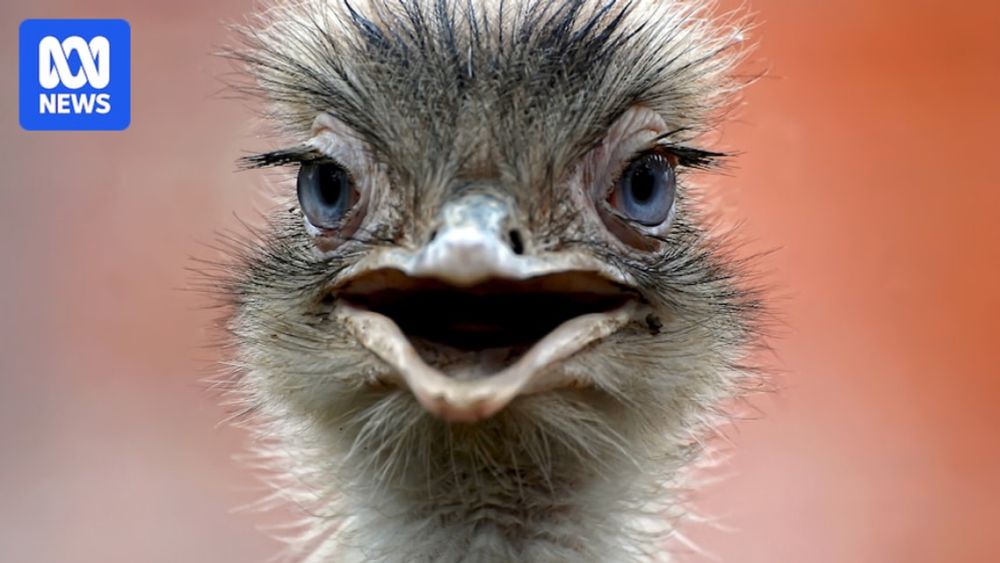 Is this ostrich awake or asleep? The sleeping habits of many animals may surprise you