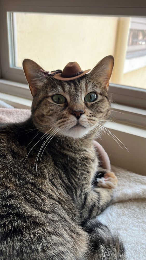 brown tabby cat (tiny) looking past the camera with a lil cowboy hat on her head 🤠
