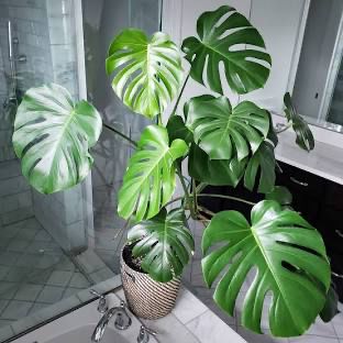 Monstera 