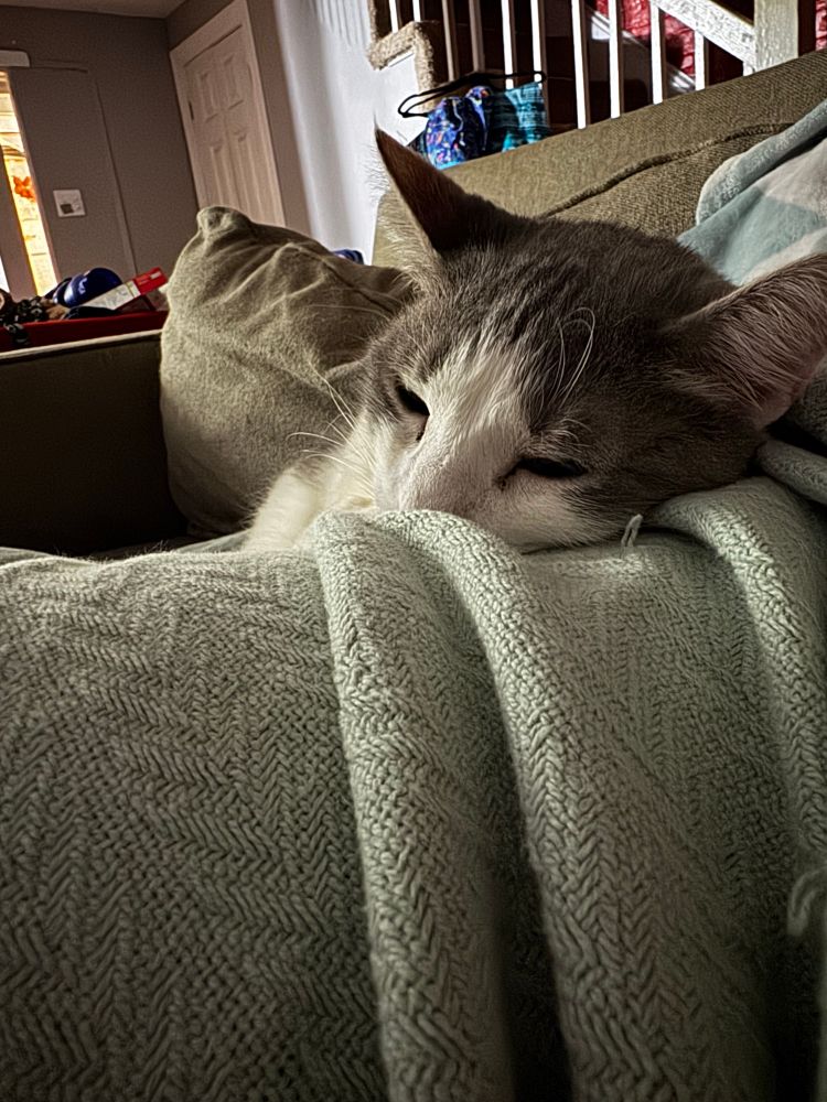Close up pic of the top half of a gray and white cats face. Her head is nuzzled into a blue blanket.