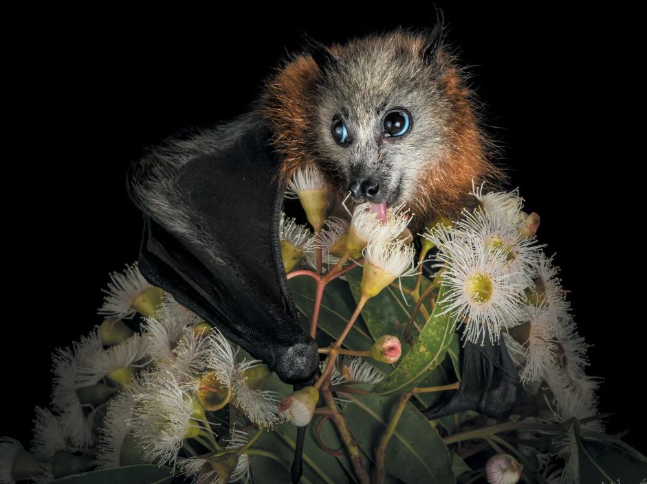 An adorable flying fox feeding on a flower
