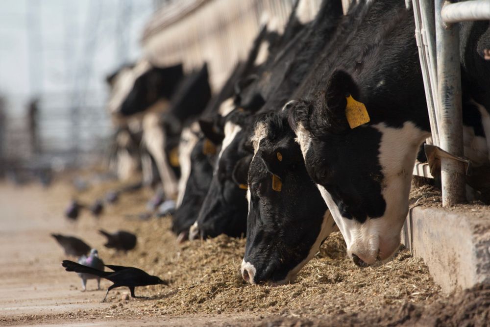 Clues From Bird Flu’s Ground Zero on Dairy Farms in the Texas Panhandle - KFF Health News