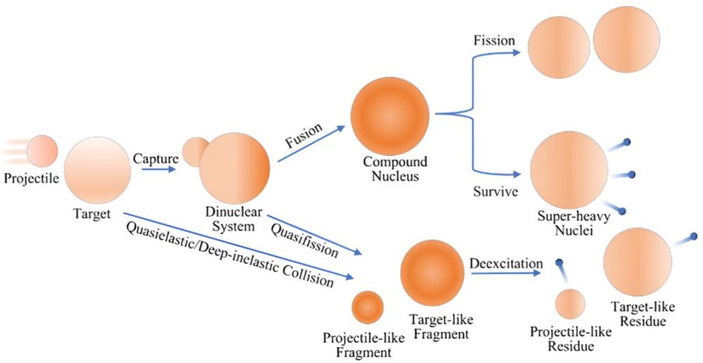 New insights into exotic nuclei creation using Langevin equation model