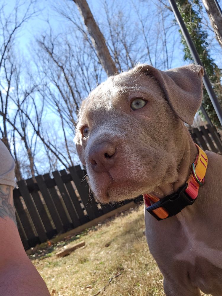 A cute gray puppy in the backyard