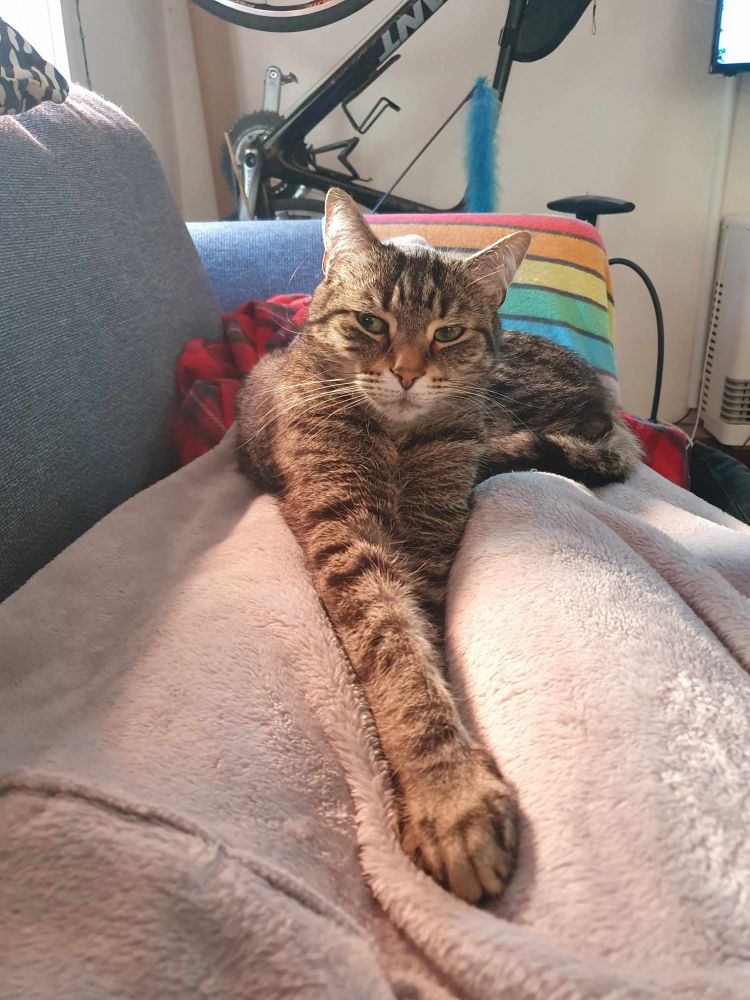 Tabby cat on owners lap on couch look straight into the camera with a slight aloof look