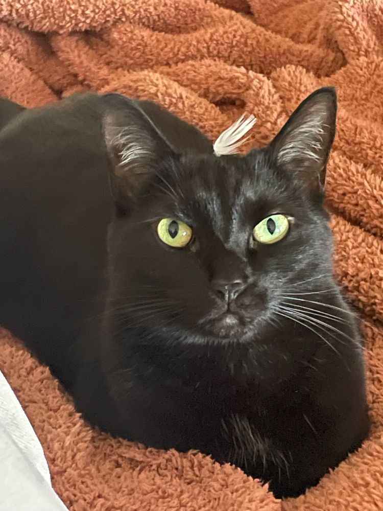 My black cat Prudence lying down and looking to the camera