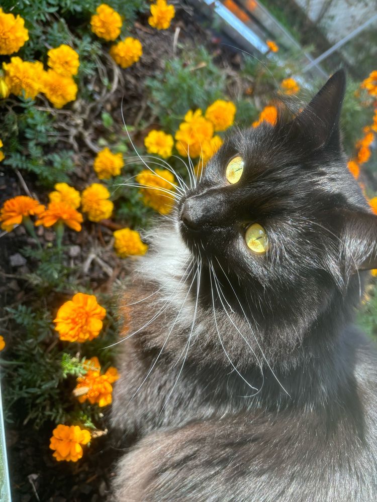 long hair tuxedo cat in a flower bed 