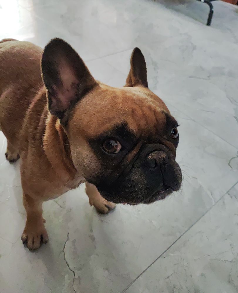 French bulldog has dirt on his nose because he was digging in the yard and can't lick this part.