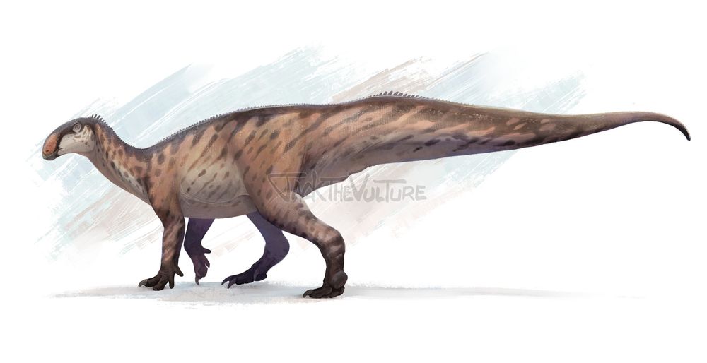 Brown tenontosaurus with black stripes walking away to the left at a slight angle and turning its head back to the camera.