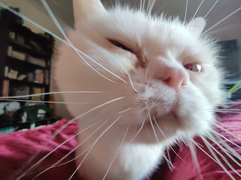 photo en grand angle de près de chou-fleur (le chat de mon coloc), ses moustaches sont très claires et proéminentes, elles lui donnent l'air d'un oursin ou d'créature marine