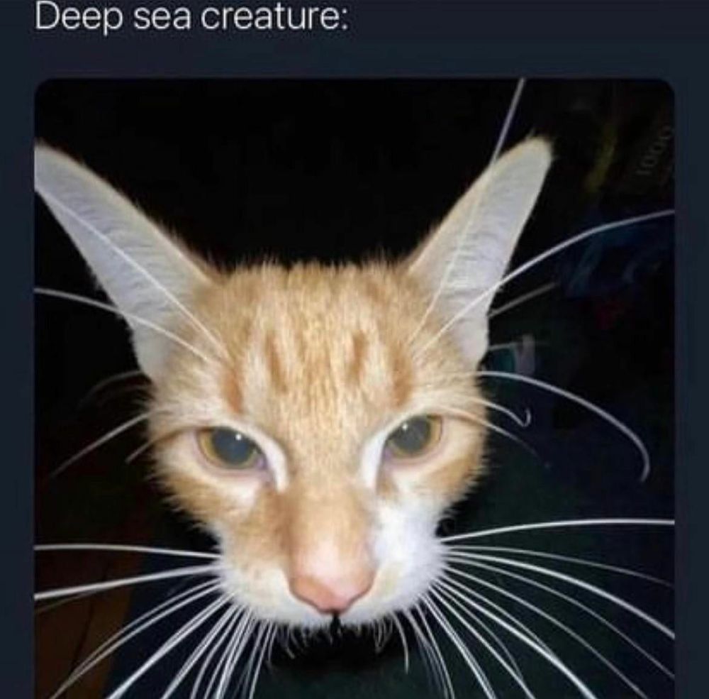 meme d'un chat roux photographié de près en grand angle, ses moustaches sont super mises en avant, une caption dit "créature des fonds marins"