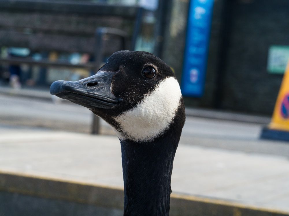 Close up goose.