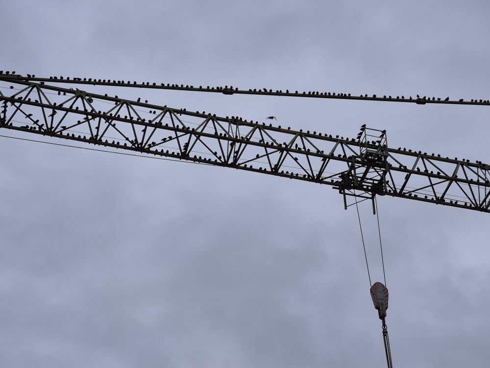 Gleicher Kran, anderer Bildausschnitt. Ebenfalls unzählige Krähen.