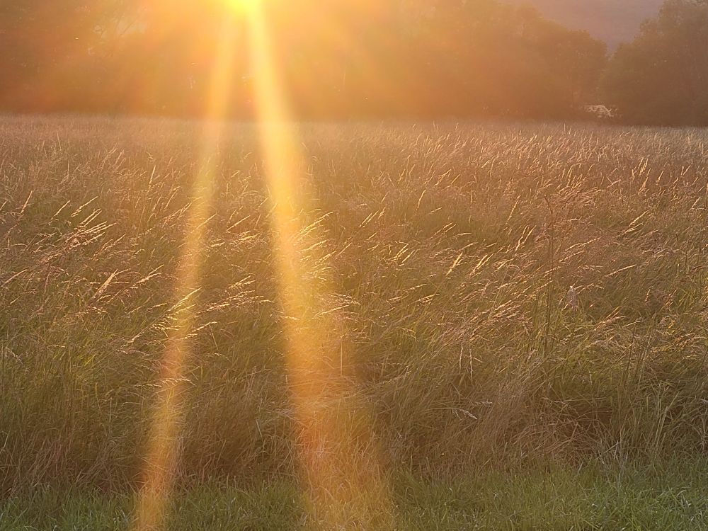 Wiese, bestrahlt von der tiefstehenden Abendsonne. Zwei Sonnenstrahlen sind prominent im Vordergrund zu sehen.