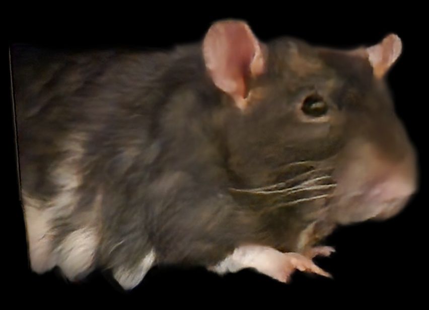 A black rat with a white paw and stomach on a transparent background