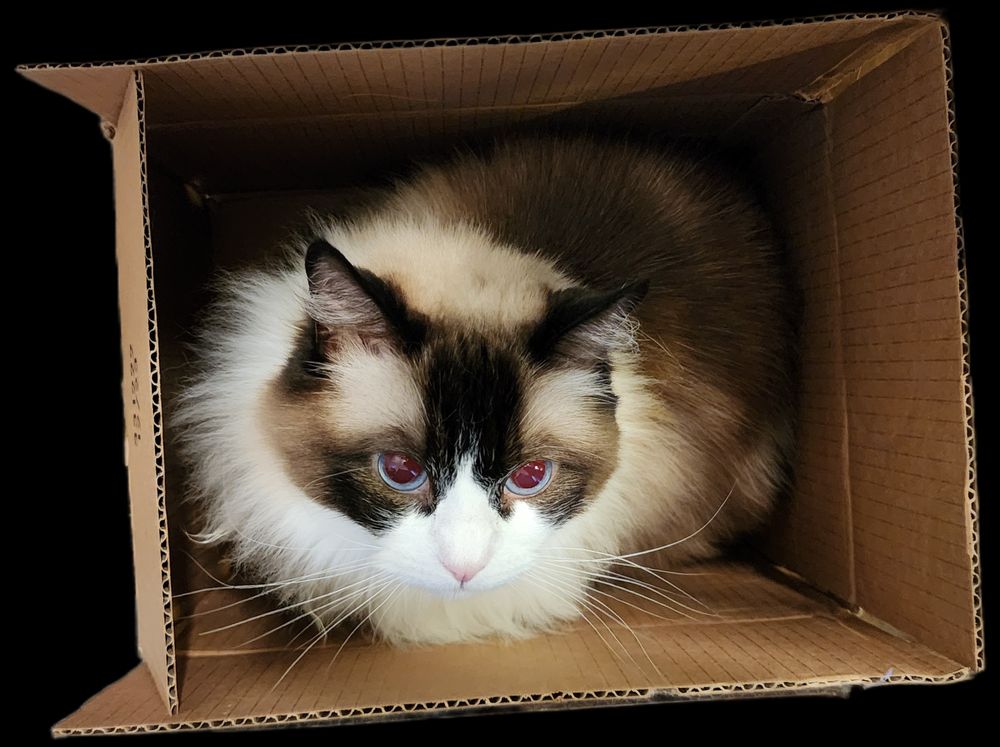 A seal bicolor (brown/white) ragdoll cat sitting in a cardboard box looking upwards