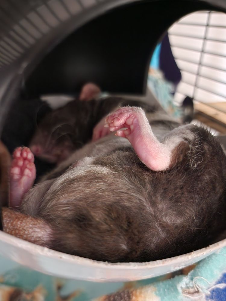 A black and white rat sleeping on its back with bottoms of feet visible