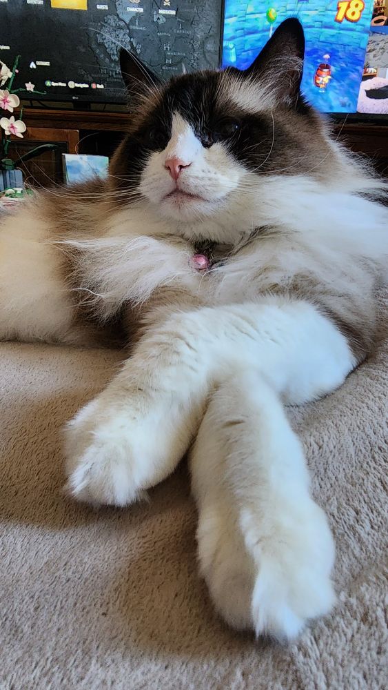 A seal bicolor (brown and white) ragdoll cat crossing her arms