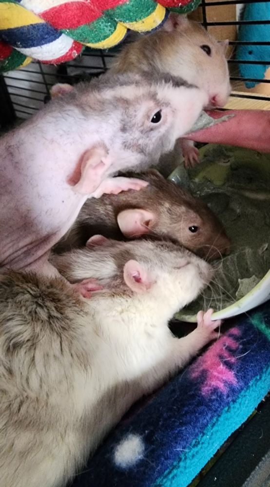 An orange/white rat, semi-hairless black/white rat, black rat, and marble gray/white rat pushing each other for yogurt in a bowl and yogurt on a person's finger